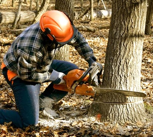Tree Removal in Olla, LA